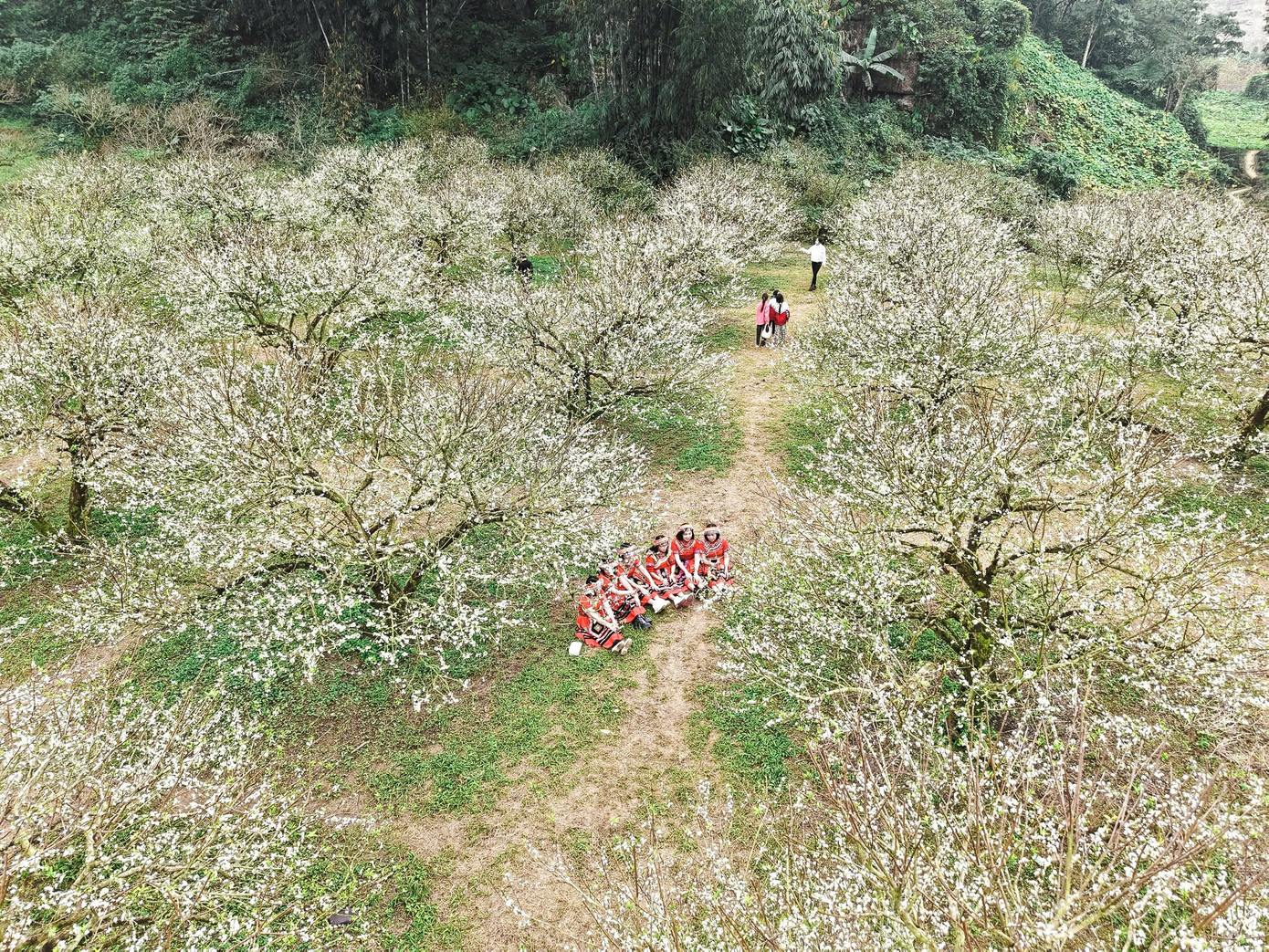 Những Ngày Này, Nhiều Triền Đồi Ở Mộc Châu Phủ Trắng Hoa Mận, Tạo Nên Khung Cảnh Tinh Khôi, Lãng Mạn Như Trong Tranh Vẽ Khiến Bất Cứ Ai Đặt Chân Tới Đây Cũng Phải Ngỡ Ngàng.
