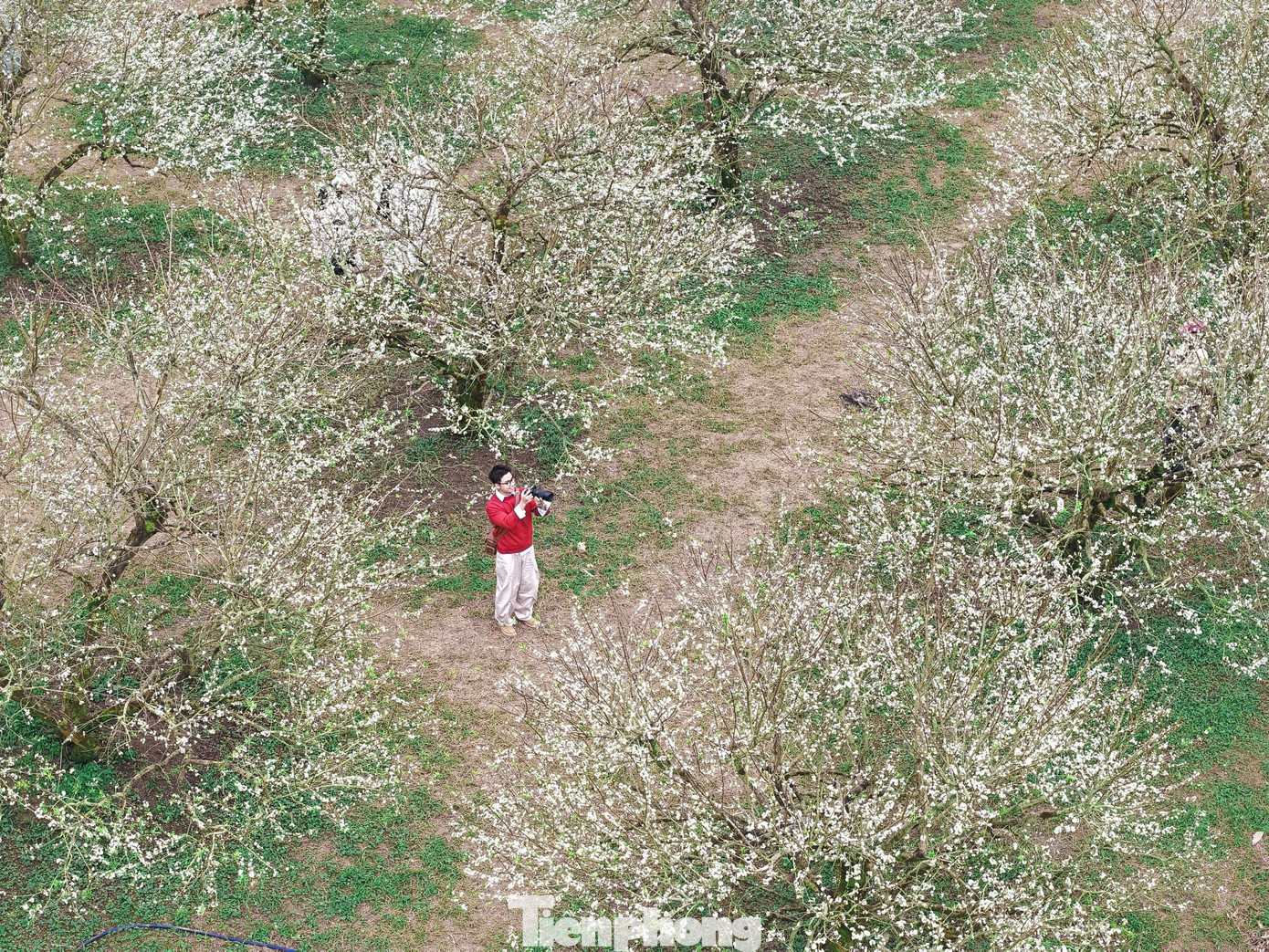 Hoa Mận Nở Sớm, Tinh Khôi Giữa Tiết Trời Đầu Đông Ở Mộc Châu Mùa Hoa Mận Trái Vụ Không Chỉ Mang Đến Trải Nghiệm Mới Mẻ Cho Du Khách Mà Còn Hứa Hẹn Một Vụ Mùa Bội Thu Cho Người Dân Nơi Đây. Đây Chính Là Nét Đẹp Độc Đáo Khiến Mộc Châu Trở Thành Điểm Đến Không Thể Bỏ Qua Mỗi Khi Đông Về.