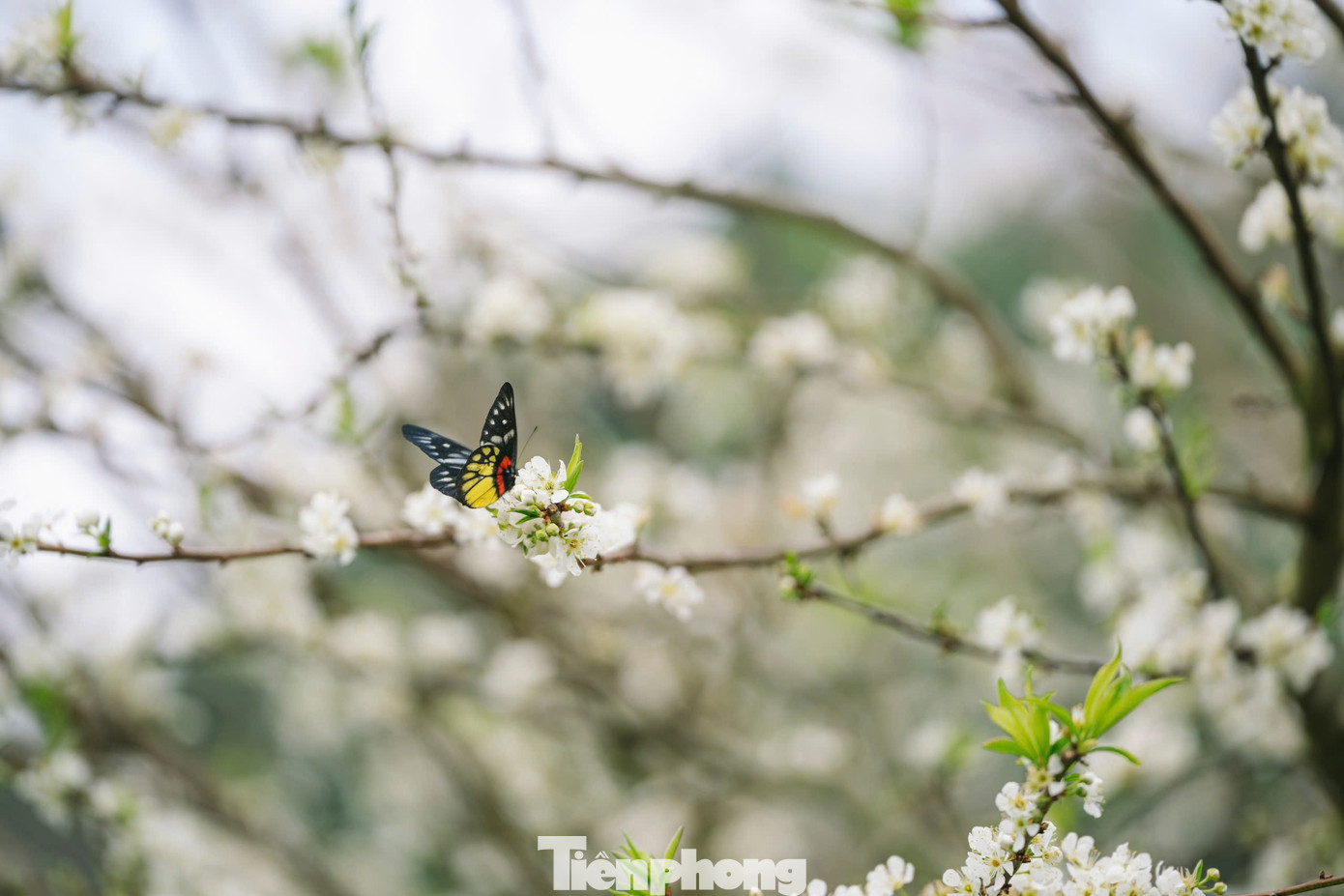 Hoa Mận Nở Sớm, Tinh Khôi Giữa Tiết Trời Đầu Đông Ở Mộc Châu Img Src/Upload/4-2025/Images/2025-12-08/1765150811-Tp-11-Width1390Height927.Jpg Width660 /