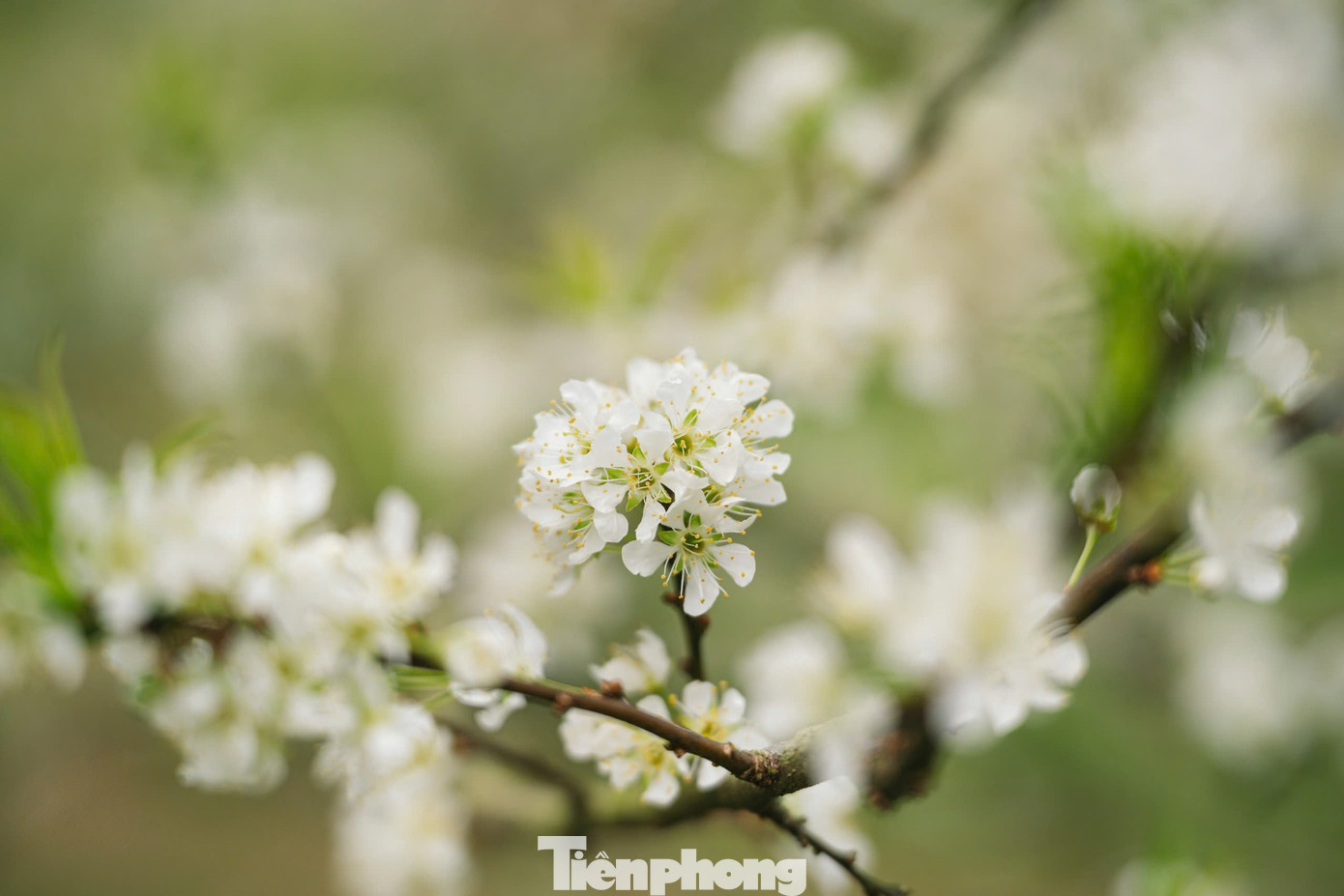 Hoa Mận Nở Sớm, Tinh Khôi Giữa Tiết Trời Đầu Đông Ở Mộc Châu Img Src/Upload/4-2025/Images/2025-12-08/1765150812-Tp-13-Width1390Height927.Jpg Width660 /