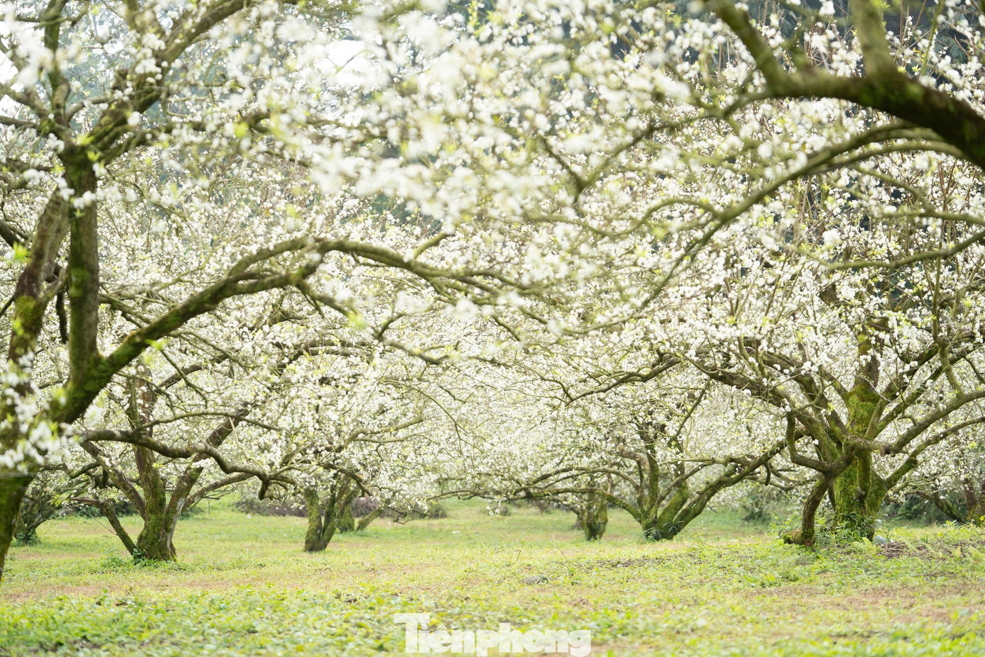 Hoa Mận Nở Sớm, Tinh Khôi Giữa Tiết Trời Đầu Đông Ở Mộc Châu Những Năm Gần Đây, Người Dân Mộc Châu Đã Áp Dụng Kỹ Thuật Mới Giúp Hoa Mận Nở Sớm Hơn Khoảng Một Tháng. Điều Này Tạo Nên Sự Bất Ngờ Thú Vị Cho Du Khách Khi Được Thưởng Thức Hoa Mận Trái Vụ Khi Đầu Đông.