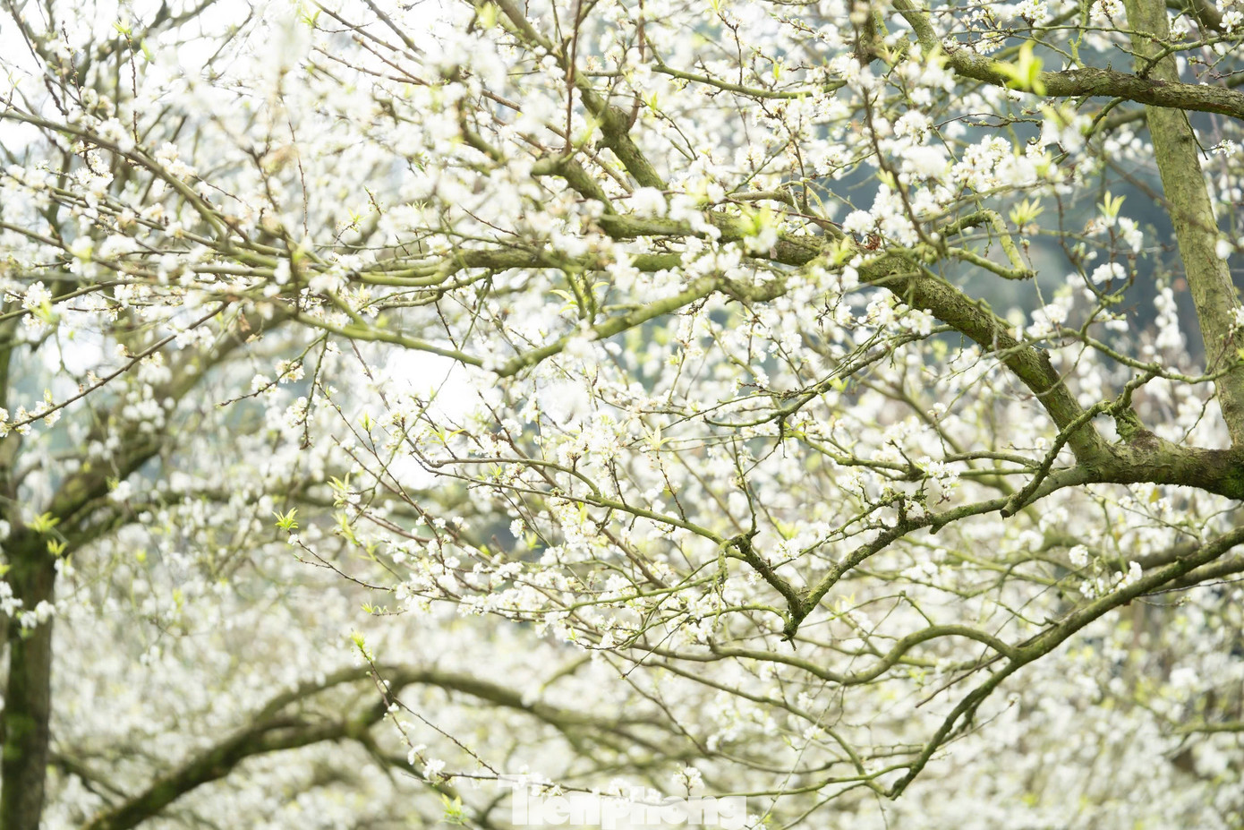 Hoa Mận Nở Sớm, Tinh Khôi Giữa Tiết Trời Đầu Đông Ở Mộc Châu Giữa Làn Sương Bảng Lảng Của Cao Nguyên Mộc Châu, Từng Chùm Hoa Trắng Tinh Khôi Ẩn Hiện Tạo Nên Một Khung Cảnh Đẹp, Thu Hút Du Khách Từ Nhiều Nơi Đến Tham Quan, Chụp Ảnh Và Tận Hưởng Không Khí Thanh Bình.