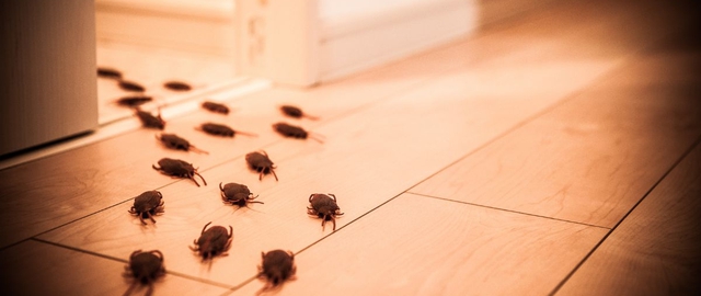 Gián thích môi trường ẩm ướt, tối tăm và có thức ăn dễ dàng.