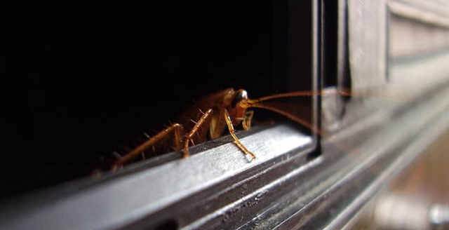 Đối mặt với vấn đề gián trong phòng ngủ, bạn có thể sử dụng các vật dụng sẵn có trong nhà để đuổi chúng.