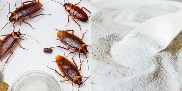 Việc kiểm soát và ngăn chặn gián là rất quan trọng để đảm bảo sức khỏe cho gia đình bạn.