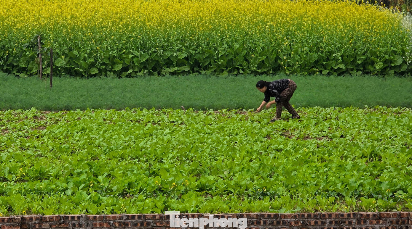 Hà Nội: Dạo Chơi Trên Cánh Đồng Rực Rỡ Sắc Vàng Hoa Cải Anh Thắng - Một Hộ Trồng Hoa Lâu Năm Tại Địa Phương - Cho Biết: “Vụ Này Thời Tiết Xấu Quá, Nếu Trồng Cải Mà Gặp Mưa Lớn Hoặc Ngập Úng Thì Thiệt Hại Nhiều. Bà Con Năm Nay Chuyển Sang Trồng Rau Ngắn Ngày Cho An Toàn Hơn”. Theo Anh Thắng, Chỉ Một Số Ít Hộ Trồng Theo Quy Mô Nhỏ Hoặc Để Phục Vụ Nhu Cầu Canh Tác Truyền Thống, Nên Không Còn Cảnh Hàng Dài Du Khách Đổ Về Chụp Ảnh Như Trước.