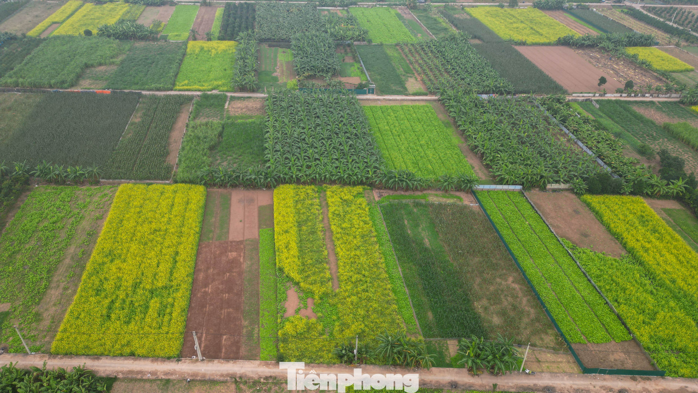 Hoa Cải Tại Lệ Chi Thường Được Gieo Từ Cuối Tháng 9, Nở Rộ Sau Hơn Một Tháng.