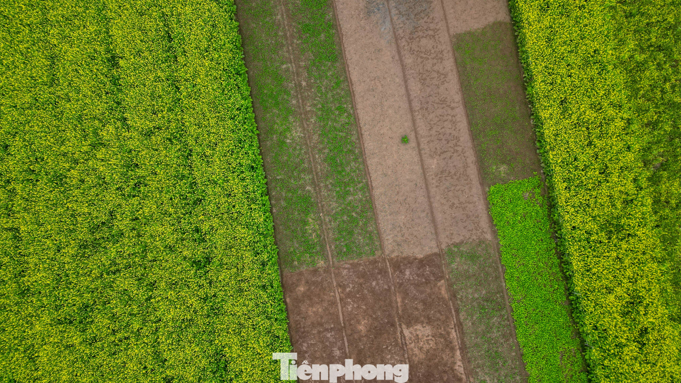 Hà Nội: Dạo Chơi Trên Cánh Đồng Rực Rỡ Sắc Vàng Hoa Cải Cây Cao Khoảng 40-70 Cm, Hoa Nhỏ Màu Vàng Tươi, Mọc Thành Từng Chùm Dày. Khi Gió Nhẹ Thổi Qua, Cả Thảm Hoa Chuyển Động Như Những Dải Lụa, Nổi Bật Giữa Không Gian Thoáng Đãng Của Vùng Bãi Ven Sông Đuống.