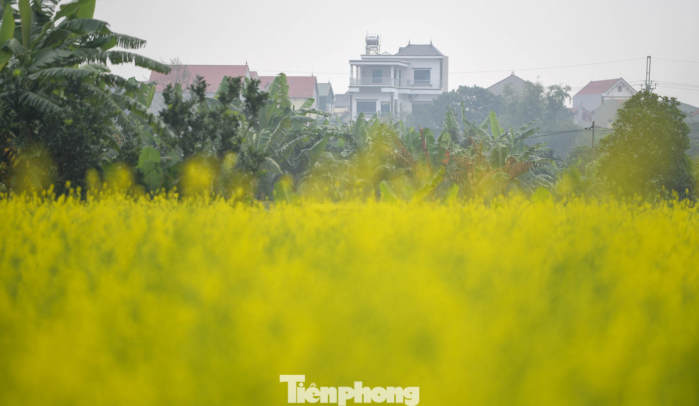 Hà Nội: Dạo Chơi Trên Cánh Đồng Rực Rỡ Sắc Vàng Hoa Cải Img Src/Upload/4-2025/Images/2025-12-08/1765178403-Tp-Cai-Vang-Le-Chidsc-5711-Width1390Height927.Jpg Width660 /