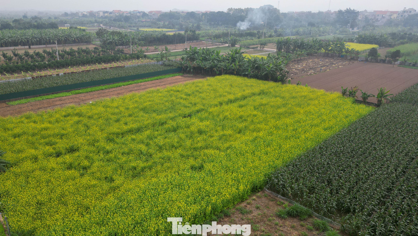 Hà Nội: Dạo Chơi Trên Cánh Đồng Rực Rỡ Sắc Vàng Hoa Cải Dù Vậy, Những Vạt Cải Còn Sót Lại Vẫn Giữ Được Vẻ Đẹp Đặc Trưng: Sắc Vàng Nhẹ Trải Dài Trên Nền Trời Mù Sương, Gợi Cảm Giác Yên Bình Của Làng Quê Bắc Bộ. Một Số Nhiếp Ảnh Gia Chuyên Nghiệp Chia Sẻ Rằng Chính Sự Tĩnh Lặng Này Lại Mang Đến Nét Đẹp Riêng, Phù Hợp Với Những Bộ Ảnh Mang Phong Cách Mộc Mạc, Tối Giản.