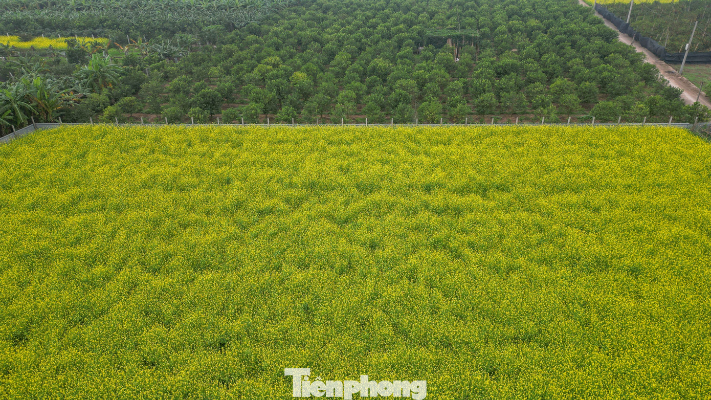 Hà Nội: Dạo Chơi Trên Cánh Đồng Rực Rỡ Sắc Vàng Hoa Cải Img Src/Upload/4-2025/Images/2025-12-08/1765178403-Tp-Cai-Vang-Le-Chidji-0933-Width1390Height788.Jpg Width660 /