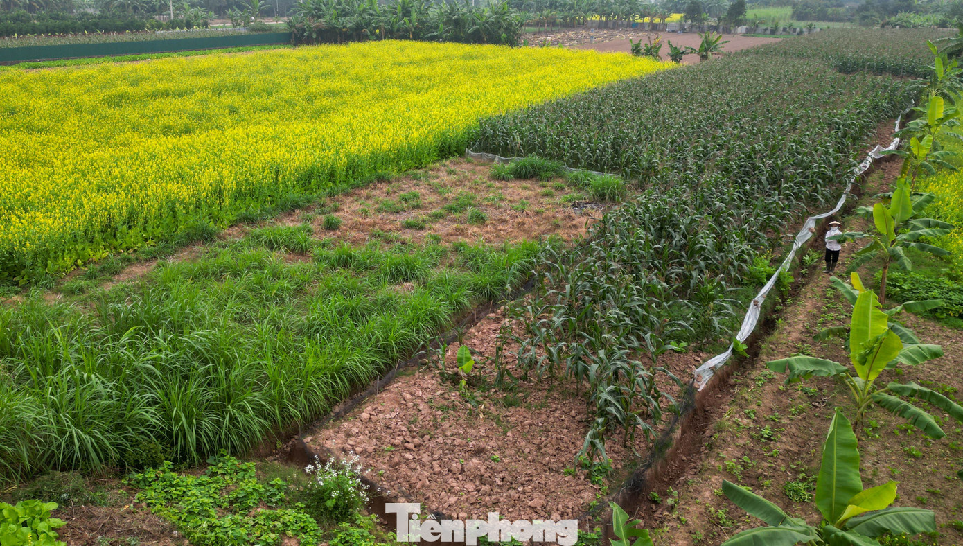 Hà Nội: Dạo Chơi Trên Cánh Đồng Rực Rỡ Sắc Vàng Hoa Cải Hà Nội: Dạo Chơi Trên Cánh Đồng Rực Rỡ Sắc Vàng Hoa Cải - 8