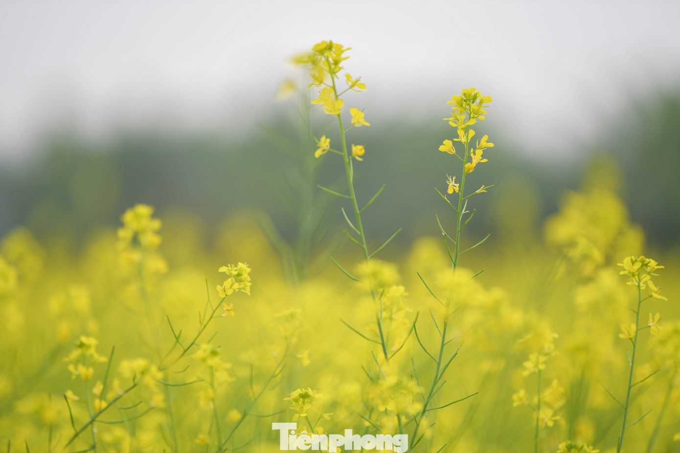 Hà Nội: Dạo Chơi Trên Cánh Đồng Rực Rỡ Sắc Vàng Hoa Cải Hà Nội: Dạo Chơi Trên Cánh Đồng Rực Rỡ Sắc Vàng Hoa Cải - 5