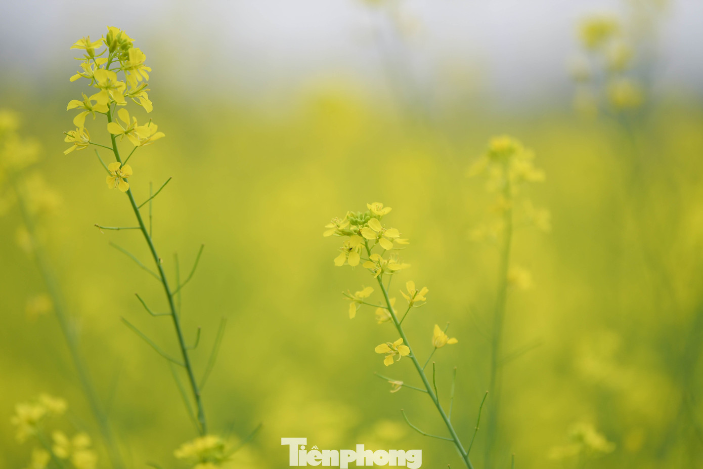 Hà Nội: Dạo Chơi Trên Cánh Đồng Rực Rỡ Sắc Vàng Hoa Cải Không Chỉ Ảnh Hưởng Đến Người Trồng, Sự Thiếu Vắng Của Những Thảm Cải Lớn Cũng Khiến Lệ Chi “Mất Tên” Trên Bản Đồ Những Điểm Check-In Mùa Đông Của Hà Nội.