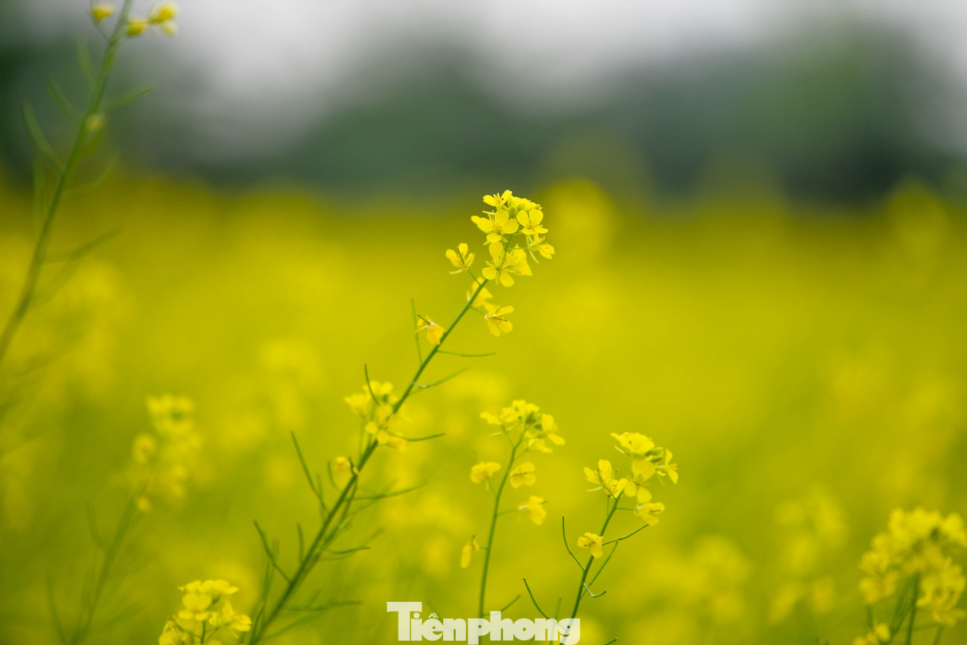 Hà Nội: Dạo Chơi Trên Cánh Đồng Rực Rỡ Sắc Vàng Hoa Cải Nhờ Vị Trí Nằm Sát Sông, Cảnh Quan Vùng Bãi Lệ Chi Giữ Được Vẻ Mộc Mạc, Ít Bị Che Khuất Bởi Nhà Cửa. Vào Buổi Sáng Sớm Hoặc Chiều Muộn, Ánh Nắng Chiếu Xiên Khiến Từng Chùm Hoa Lên Màu Rực Hơn, Tạo Điều Kiện Thuận Lợi Cho Người Yêu Nhiếp Ảnh Ghi Lại Vẻ Đẹp Của Mùa Đông Miền Bắc.