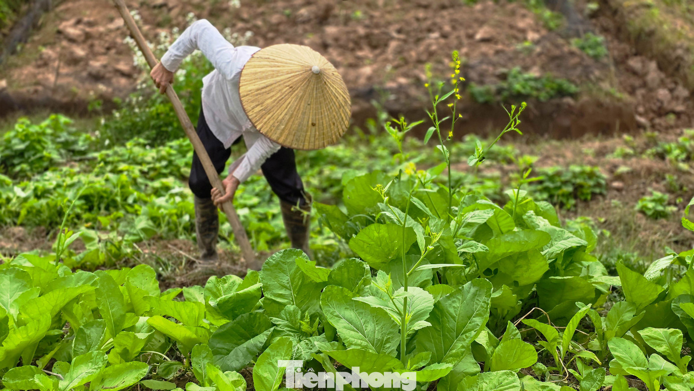 Hà Nội: Dạo Chơi Trên Cánh Đồng Rực Rỡ Sắc Vàng Hoa Cải Img Src/Upload/4-2025/Images/2025-12-08/1765178404-Tp-Cai-Vang-Le-Chidsc-5724-Width1390Height927.Jpg Width660 /