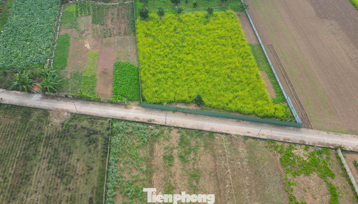 Hà Nội: Dạo Chơi Trên Cánh Đồng Rực Rỡ Sắc Vàng Hoa Cải Tuy Nhiên, Đây Cũng Là Loại Cây Rất Phụ Thuộc Thời Tiết. Mưa Lớn Kéo Dài Có Thể Làm Cây Ngập Úng, Kém Phát Triển; Thời Tiết Nồm Ẩm Dễ Phát Sinh Sâu Khoang, Nấm Bệnh Khiến Nhiều Hộ Không Dám Mở Rộng Diện Tích.
