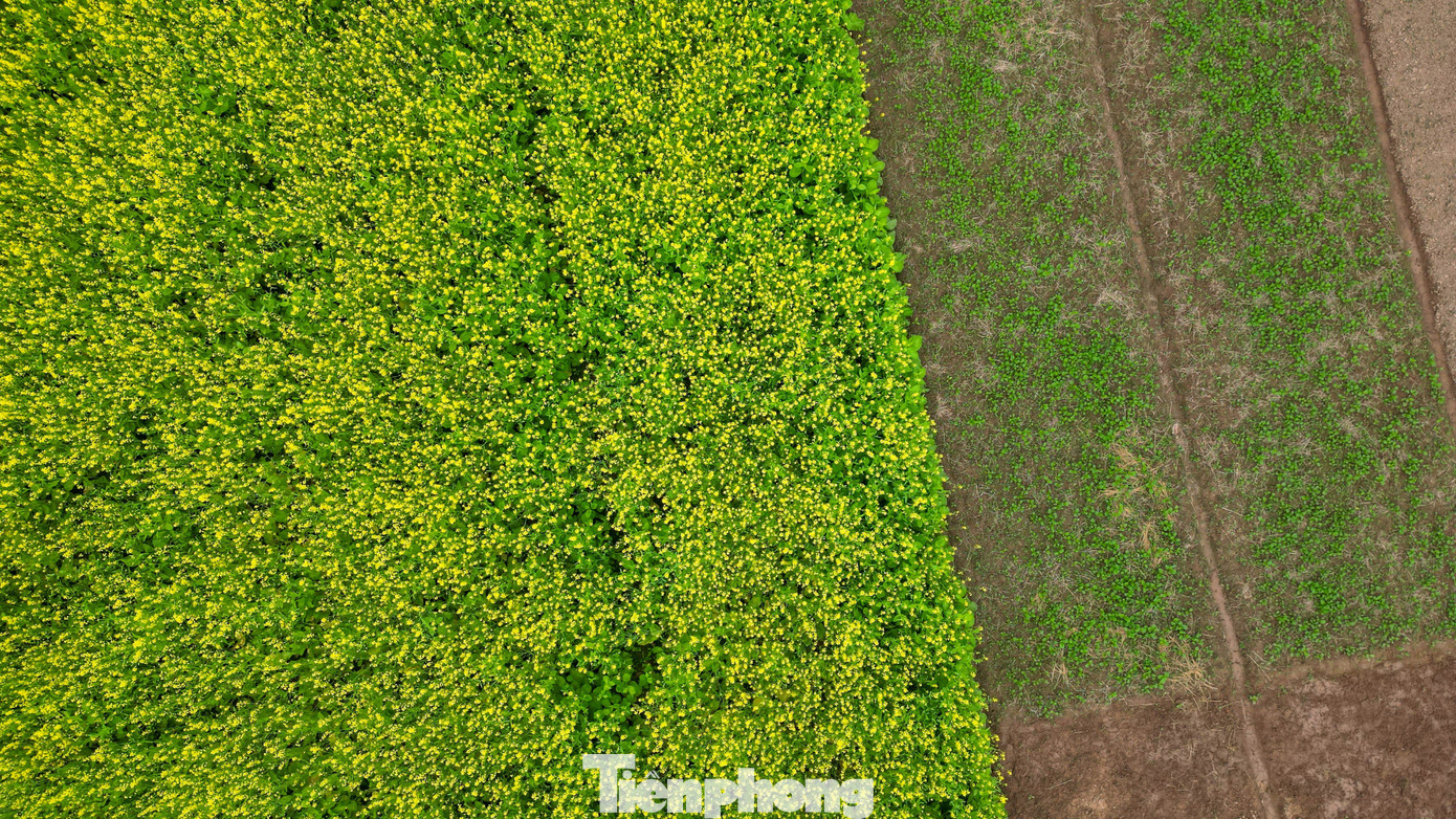 Hà Nội: Dạo Chơi Trên Cánh Đồng Rực Rỡ Sắc Vàng Hoa Cải Tại Nhiều Vùng Bãi Bồi Ven Sông Ở Miền Bắc, Cải Vàng Được Trồng Với Hai Mục Đích Chính: Thu Hoạch Hạt Để Làm Giống Và Che Phủ Đất Trong Mùa Đông. Những Năm Gần Đây, Nhờ Hình Ảnh Cánh Đồng Cải Nở Rộ Xuất Hiện Trên Mạng Xã Hội, Nhiều Địa Phương Tận Dụng Diện Tích Hoa Để Đón Du Khách Chụp Ảnh, Tạo Thêm Thu Nhập.