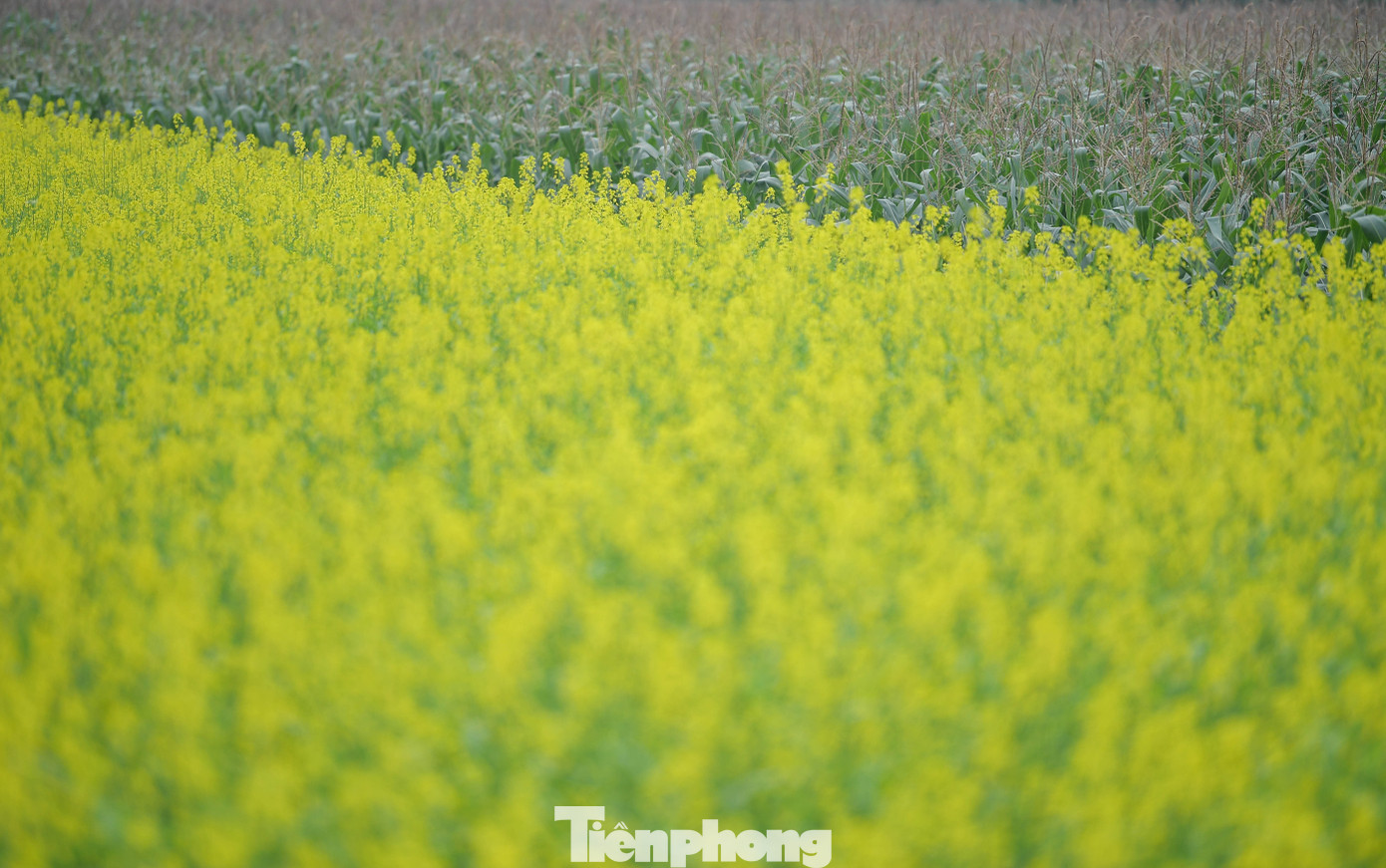 Hà Nội: Dạo Chơi Trên Cánh Đồng Rực Rỡ Sắc Vàng Hoa Cải Hoa Cải Vàng (Cải Dầu) Không Chỉ Mang Giá Trị Cảnh Quan Mà Còn Được Người Dân Trồng Để Lấy Hạt Giống. Tuy Nhiên, Trong Khoảng 5-7 Năm Trở Lại Đây, Nhờ Màu Sắc Nổi Bật Và Sự Lan Tỏa Từ Mạng Xã Hội, Những Cánh Đồng Cải Ở Ngoại Thành Hà Nội Trở Thành Điểm Đến Quen Thuộc Của Giới Trẻ Vào Dịp Cuối Năm.