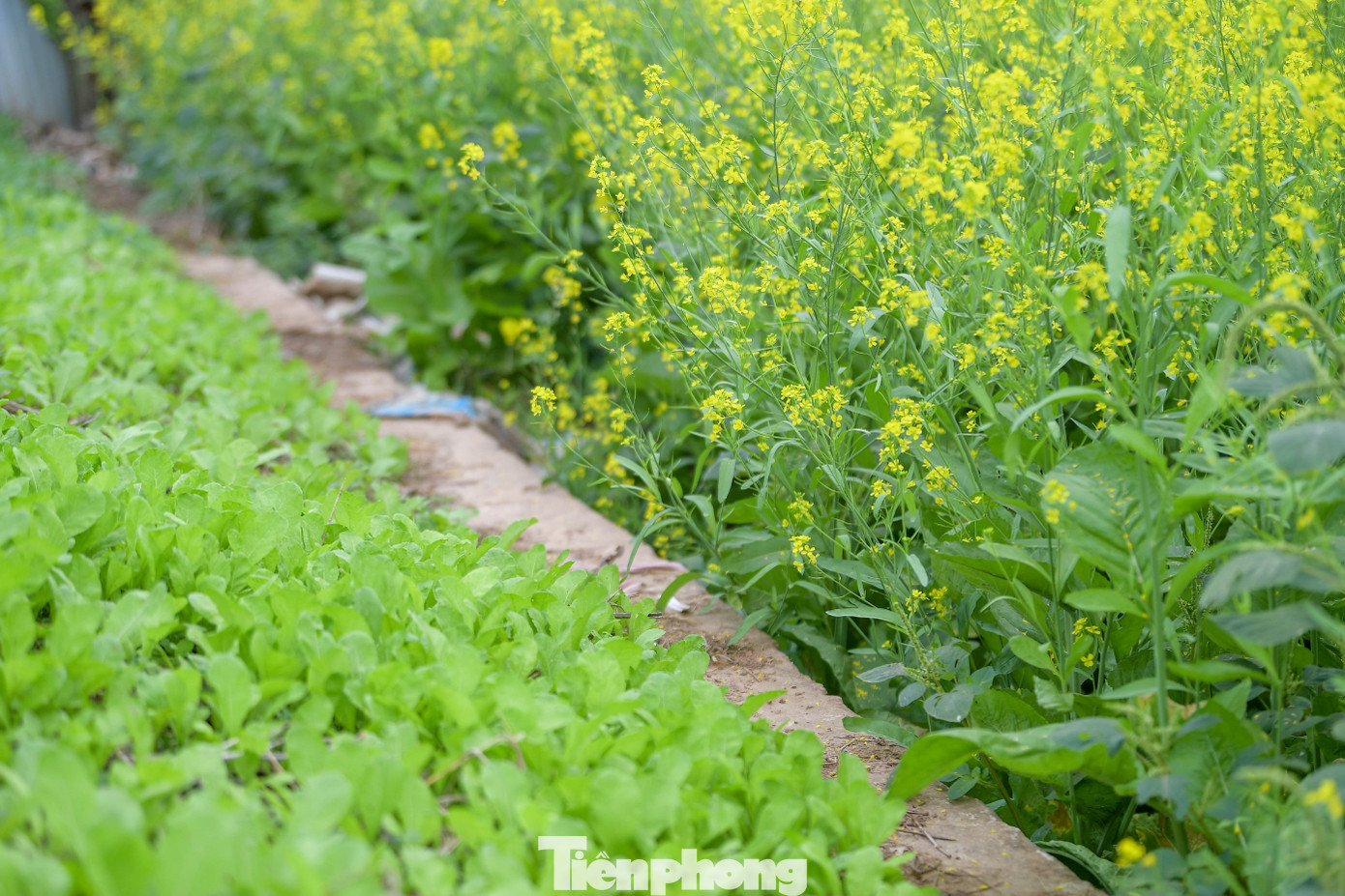 Hà Nội: Dạo Chơi Trên Cánh Đồng Rực Rỡ Sắc Vàng Hoa Cải Hà Nội: Dạo Chơi Trên Cánh Đồng Rực Rỡ Sắc Vàng Hoa Cải - 14