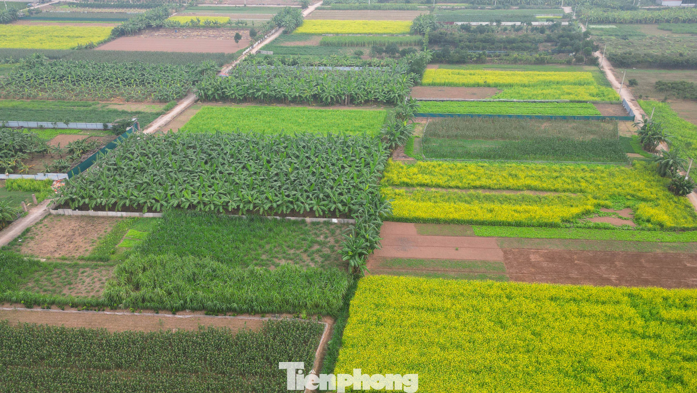 Hà Nội: Dạo Chơi Trên Cánh Đồng Rực Rỡ Sắc Vàng Hoa Cải Tại Lệ Chi, Dù Diện Tích Không Rộng Như Trước, Sắc Vàng Của Những Luống Cải Còn Lại Vẫn Đủ Tạo Nên Một Mùa Hoa Ấn Tượng, Tô Điểm Cho Không Gian Nông Thôn Và Mang Lại Cảm Giác Thanh Bình Trong Những Ngày Cuối Năm.