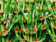 Nhà đẹp - Trồng 3 loại cây này trong nhà để mang vượng vận, trăm đường lợi không một đường hại