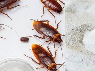 Các cách đuổi gián trong phòng ngủ để gián một đi không trở lại