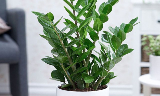 Kim tiền không chỉ mang lại may mắn và tài lộc mà còn giúp thanh lọc không khí trong nhà.