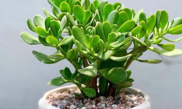 Cây ngọc bích không chỉ có lá xanh mướt, mà còn là cây lọc không khí hiệu quả.