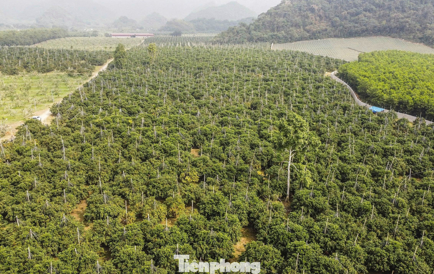 Những ngày này, người trồng cam xã Vân Du, tỉnh Thanh Hóa đang bước vào vụ thu hoạch những vườn cam sai trĩu quả, hứa hẹn mùa bội thu.