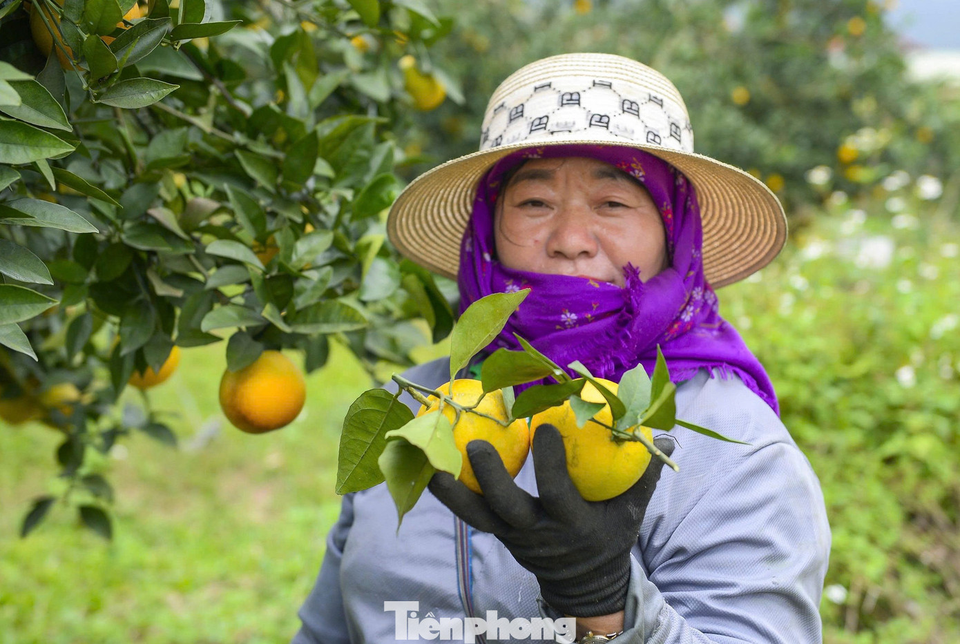 Lãnh đạo địa phương cho biết Vân Du hiện có hơn 250 ha cây có múi, trong đó hơn 100 ha thuộc vùng sản xuất nông nghiệp công nghệ cao, trong đó các nông trại lớn như Nông trại Chung Thủy, Huy Quế, Hùng Hải... Những năm qua, các loại cây có múi, đặc biệt cây cam mang lại giá trị kinh tế, thu nhập cho nhiều hộ dân trên địa bàn.