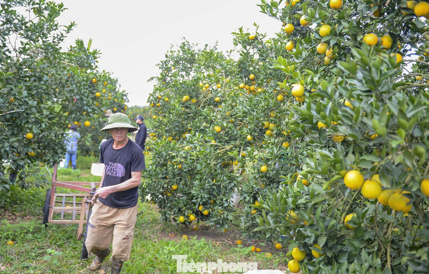 “Từ tháng 10 đến tháng 12 dương lịch hằng năm là mùa thu hoạch cam vinh lòng vàng. So với nhiều năm trước, mùa cam năm nay chất lượng tốt hơn, đặc biệt ở các vùng áp dụng quy trình chăm sóc theo tiêu chuẩn. Mỗi cây cam vinh cho năng suất khoảng 150kg”, ông Nguyễn Văn Chung - chủ trại cam ở xã Vân Du - cho hay.