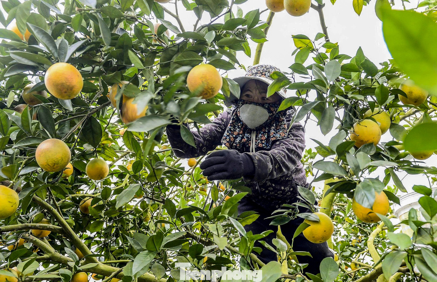 Hiện giá cam vinh lòng vàng tại các nông trại thuộc khu nông nghiệp công nghệ cao Vân Du có giá từ 20.000 - 25.000 đồng/kg.