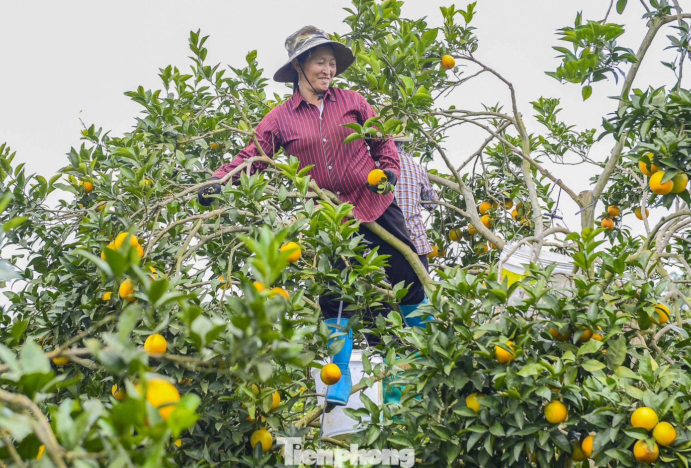 Bước vào vụ thu hoạch, mỗi ngày các nông trại thu hoạch 30-40 tấn cam. Vào thời điểm cao điểm, có trang trại phải thuê 60-80 lao động thời vụ, tạo việc làm ổn định cho người dân quanh vùng với mức thu nhập từ 5-7 triệu đồng/tháng.