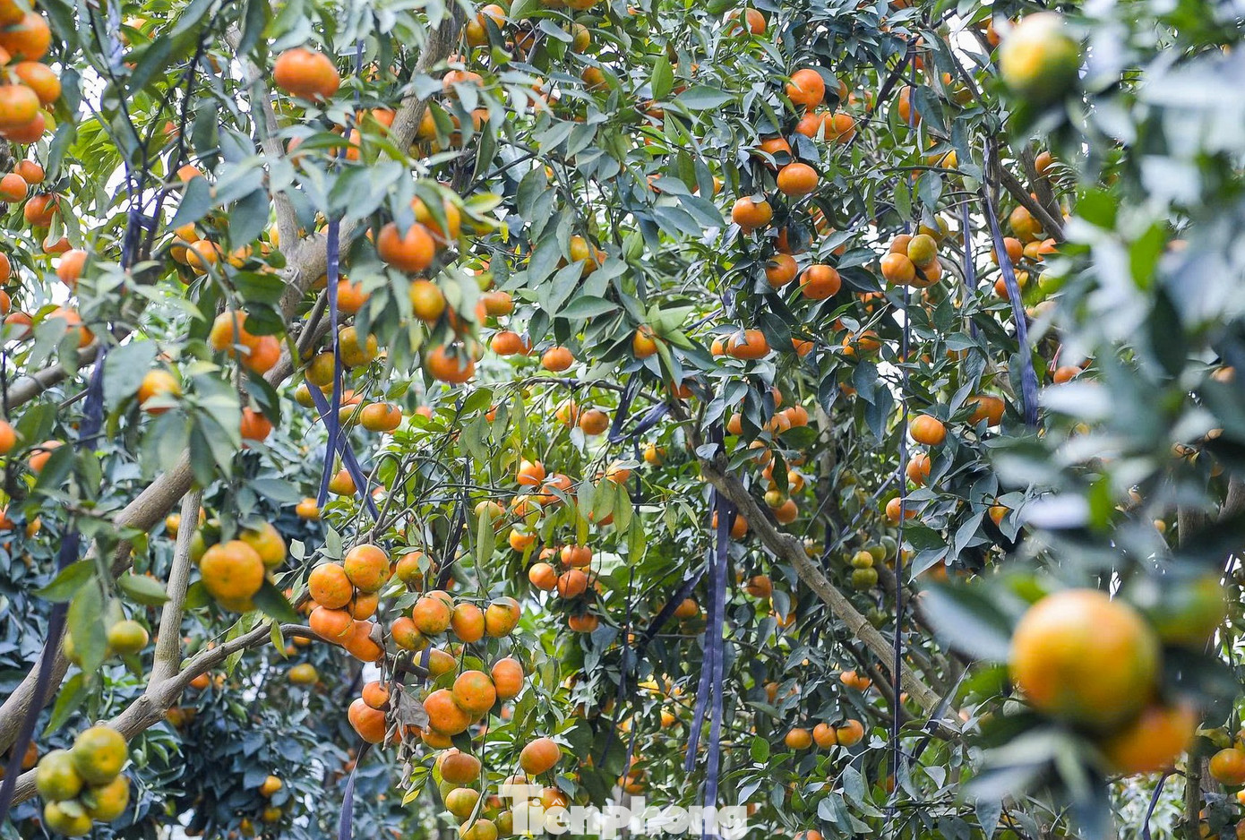 Những vườn cam vàng óng chờ thu hoạch.