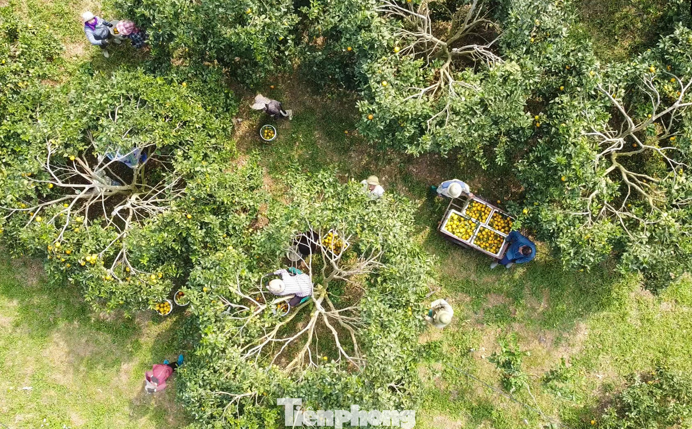 Cảnh nhộn nhịp tại các trại cam khi thương lái đến tận nông trại thu mua, phân loại cam và vận chuyển giao thương trong và ngoài tỉnh.