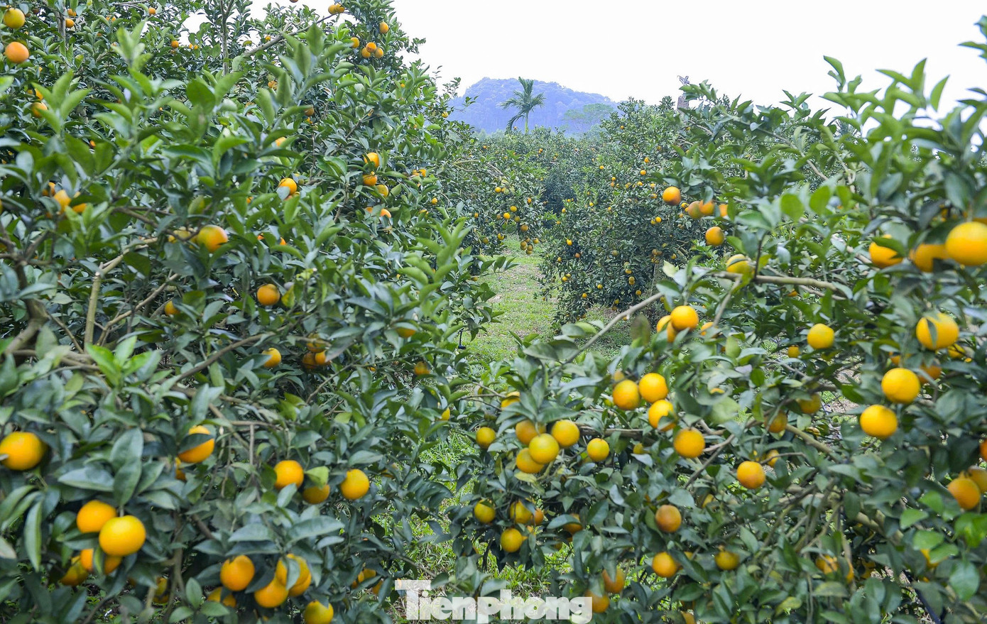 Vùng đất Vân Du có điều kiện khí hậu, thổ nhưỡng rất thích hợp cho các loại cây ăn quả, đặc biệt cây cam. Cam nơi đây chủ yếu là cam vinh lòng vàng với hương vị đặc trưng, chua nhẹ, ngọt, trở thành đặc sản cho vùng đất này và được khách hàng ưa chuộng.