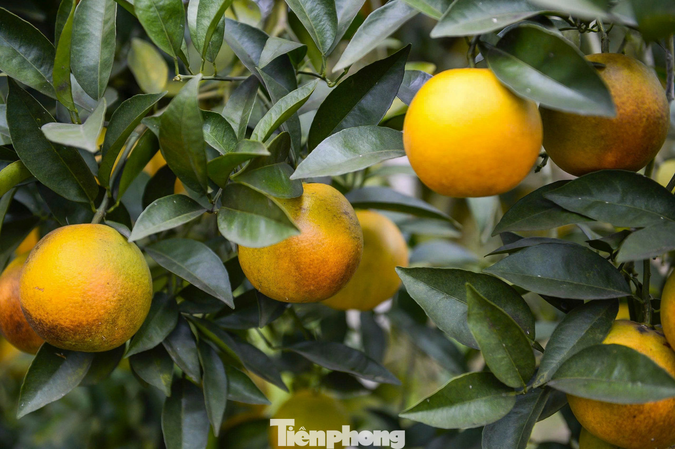 Cam vinh lòng vàng trở thành cây trồng chủ lực giúp người dân Vân Du có thu nhập ổn định.