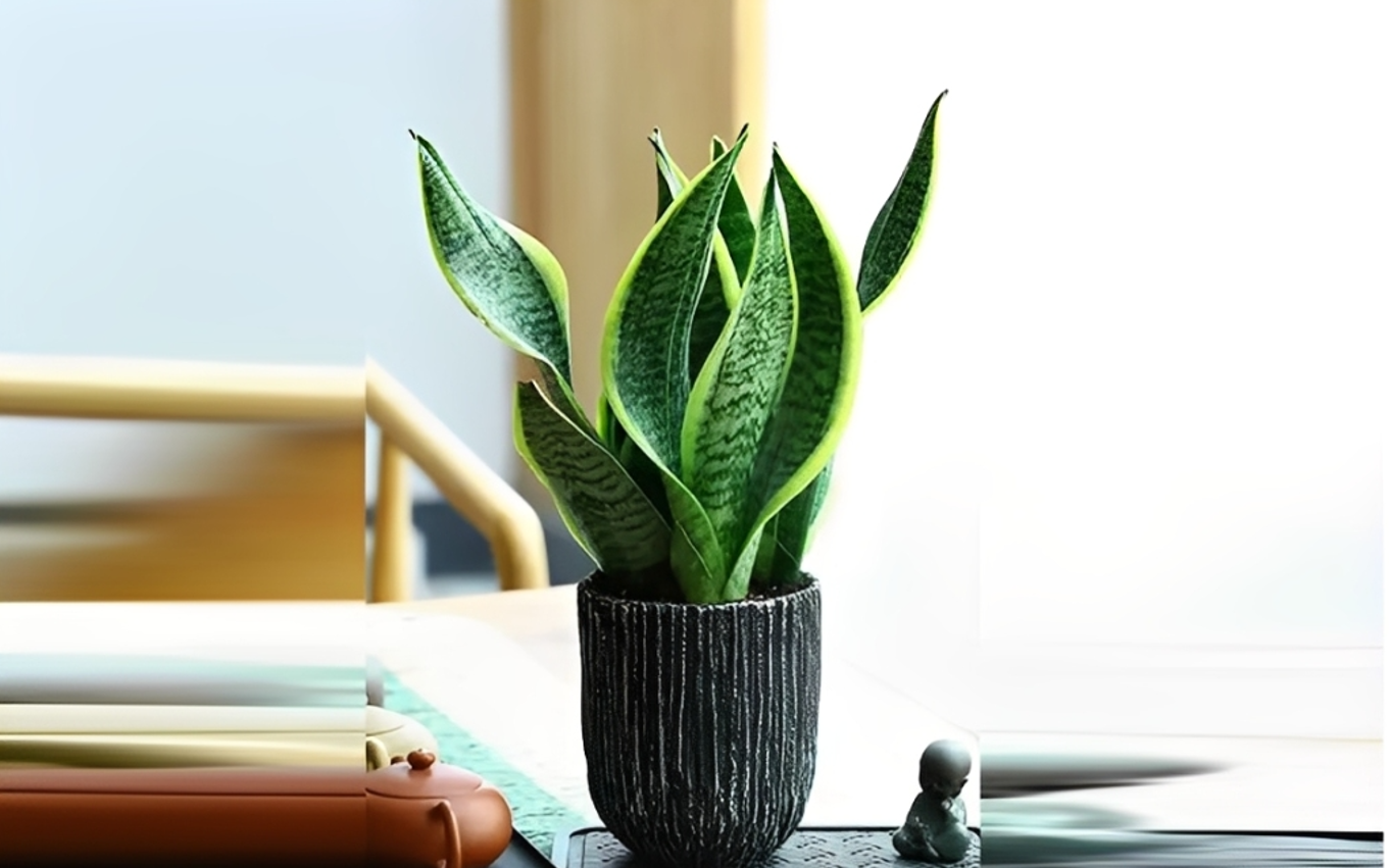 Cây Lưỡi hổ với những phiến lá cứng cáp, vươn thẳng đầy sức sống. Ảnh: Baidu