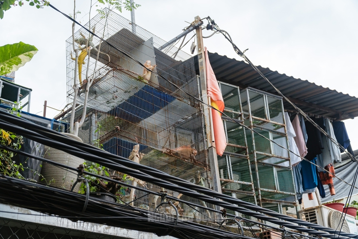 VIDEO: Đột kích căn nhà ở Bình Thạnh, phát hiện 202 con kỳ nhông nuôi nhốt trái phép - 4