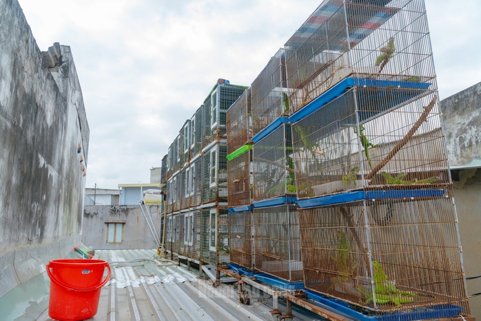 VIDEO: Đột kích căn nhà ở Bình Thạnh, phát hiện 202 con kỳ nhông nuôi nhốt trái phép - 5