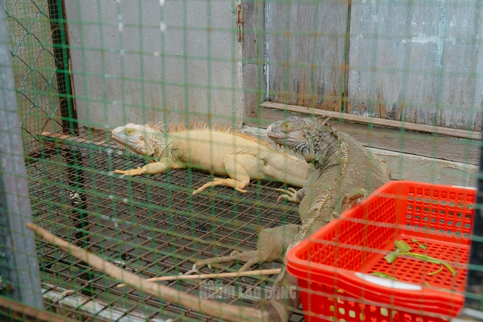 VIDEO: Đột kích căn nhà ở Bình Thạnh, phát hiện 202 con kỳ nhông nuôi nhốt trái phép - 8