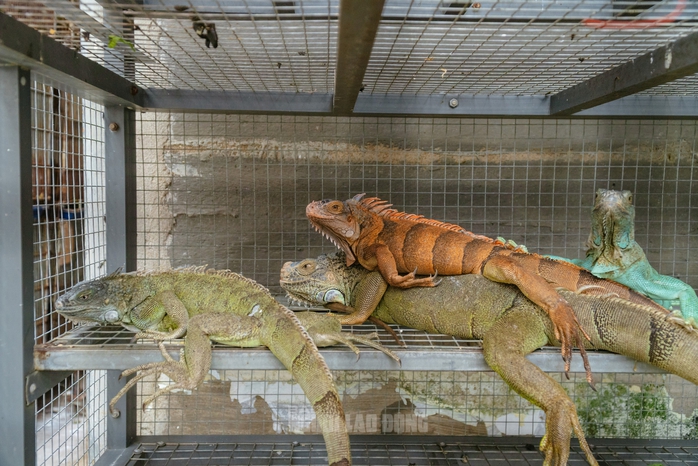 VIDEO: Đột kích căn nhà ở Bình Thạnh, phát hiện 202 con kỳ nhông nuôi nhốt trái phép - 7