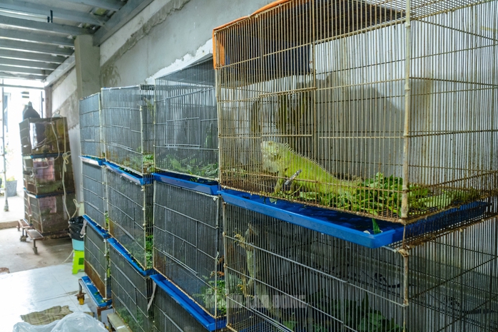 VIDEO: Đột kích căn nhà ở Bình Thạnh, phát hiện 202 con kỳ nhông nuôi nhốt trái phép - 6