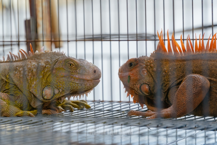 VIDEO: Đột kích căn nhà ở Bình Thạnh, phát hiện 202 con kỳ nhông nuôi nhốt trái phép - 10