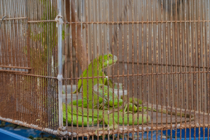 VIDEO: Đột kích căn nhà ở Bình Thạnh, phát hiện 202 con kỳ nhông nuôi nhốt trái phép - 9