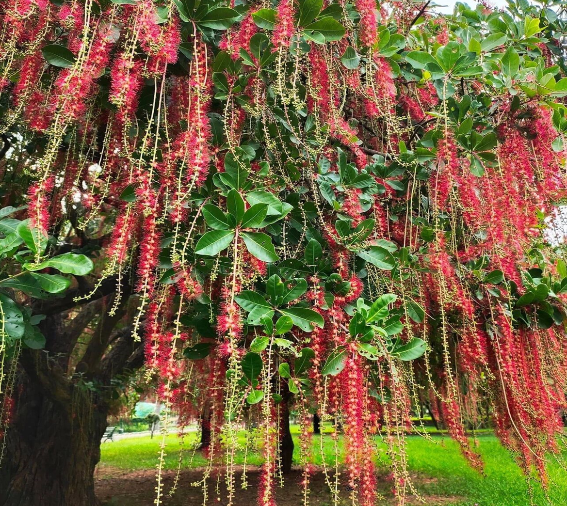 Cây Lộc vừng trưởng thành với tán rộng, hoa đỏ rực rỡ rủ xuống mềm mại. Ảnh: Baidu