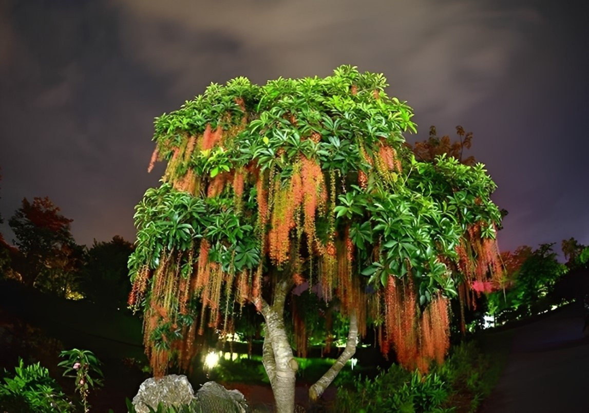 Theo phong thủy, Lộc vừng tượng trưng cho tài lộc, may mắn và thịnh vượng. Ảnh: Baidu