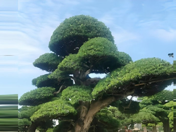 Không chỉ Kim tiền, đây là 4 loại cây phong thủy dễ trồng, hợp người bận rộn