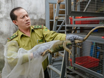 VIDEO: Đột kích căn nhà ở Bình Thạnh, phát hiện 202 con kỳ nhông nuôi nhốt trái phép